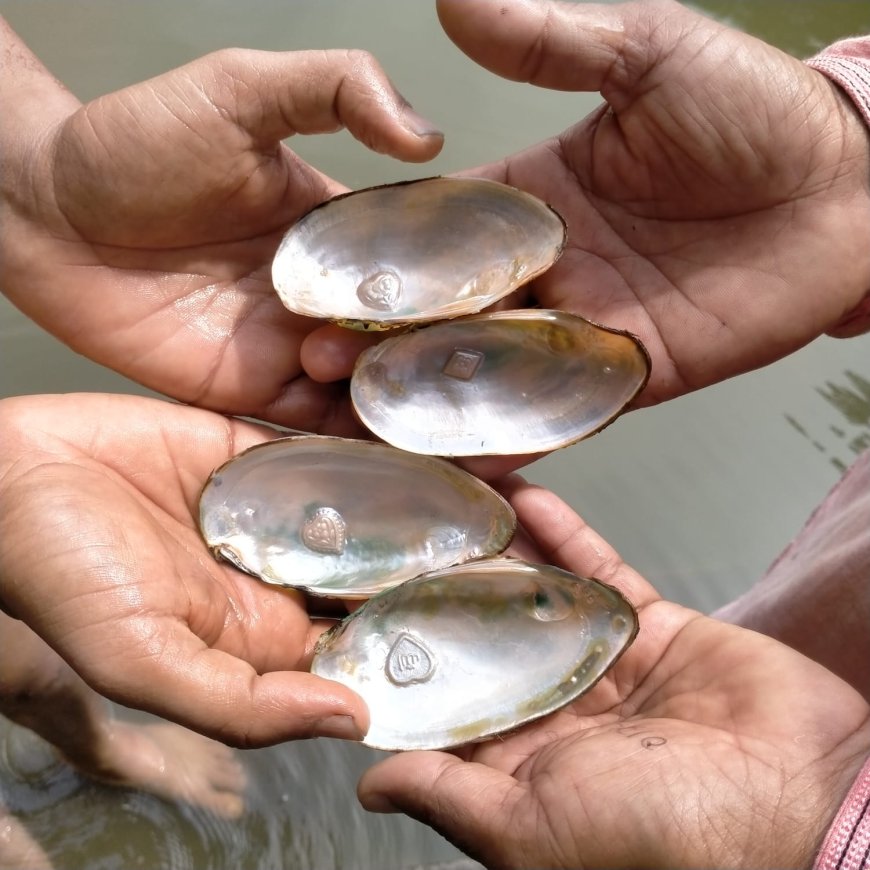 মুক্তা চাষে সাফল্যের স্বপ্ন দেখছে পাথরঘাটার শহিদুল