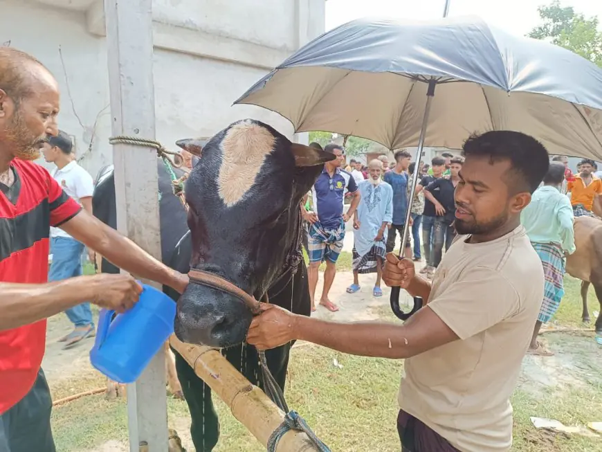 নড়াইলের বৃহত্তম পশুর হাটে শুরু হলো কোরবানির পশু বেচা-কেনা